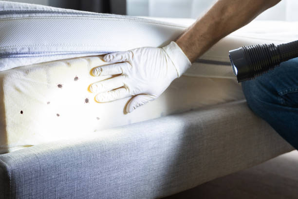 Wasp Removal Services in Marion, OH