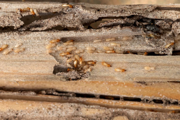 Reliable Marion, OH Pest Control Solutions